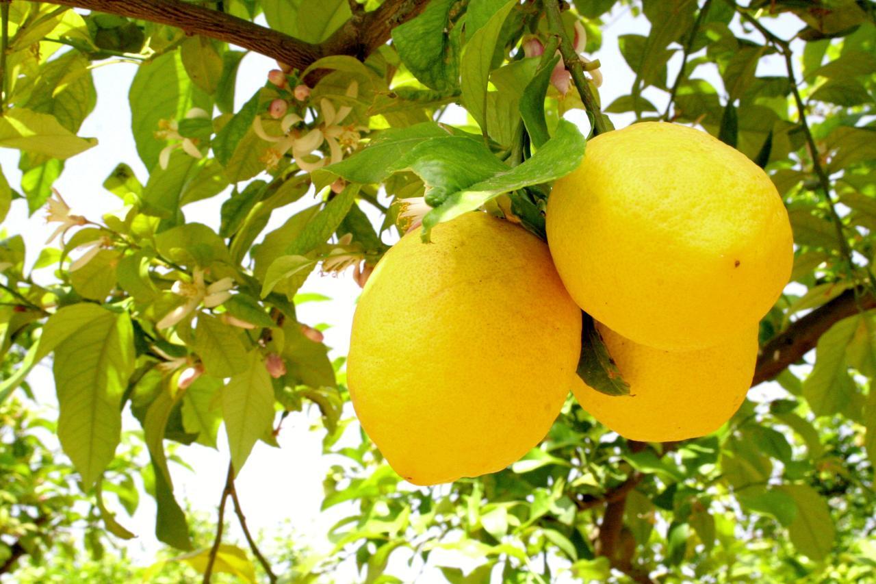 Terra Dei Limoni Otel Lido di Noto Dış mekan fotoğraf