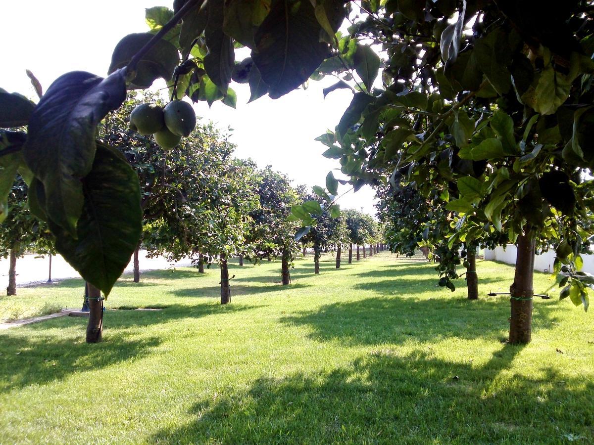 Terra Dei Limoni Otel Lido di Noto Dış mekan fotoğraf